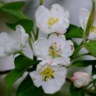 Crabapple